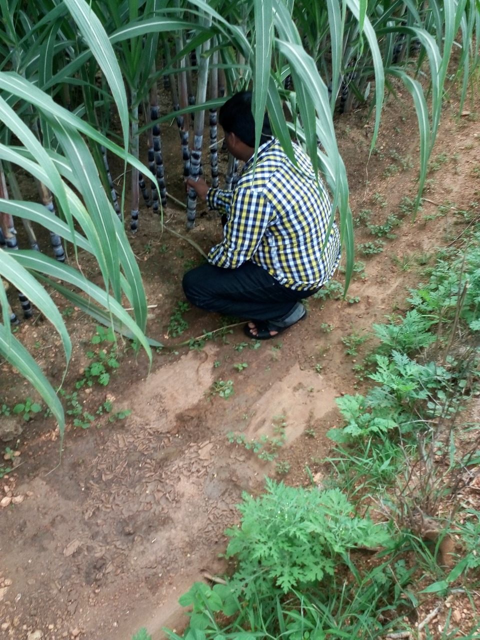 sakthi agro clinic