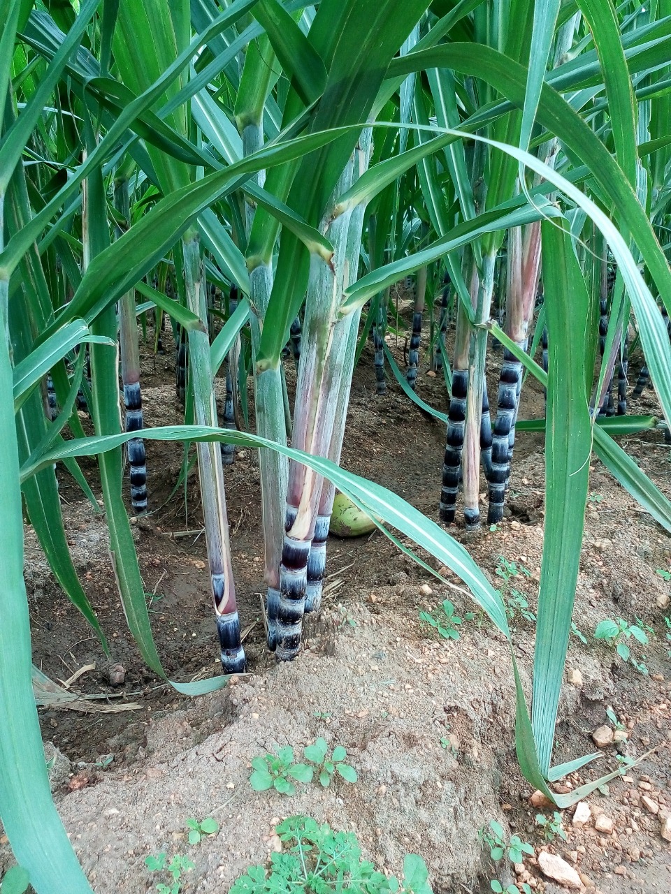 sakthi agro clinic