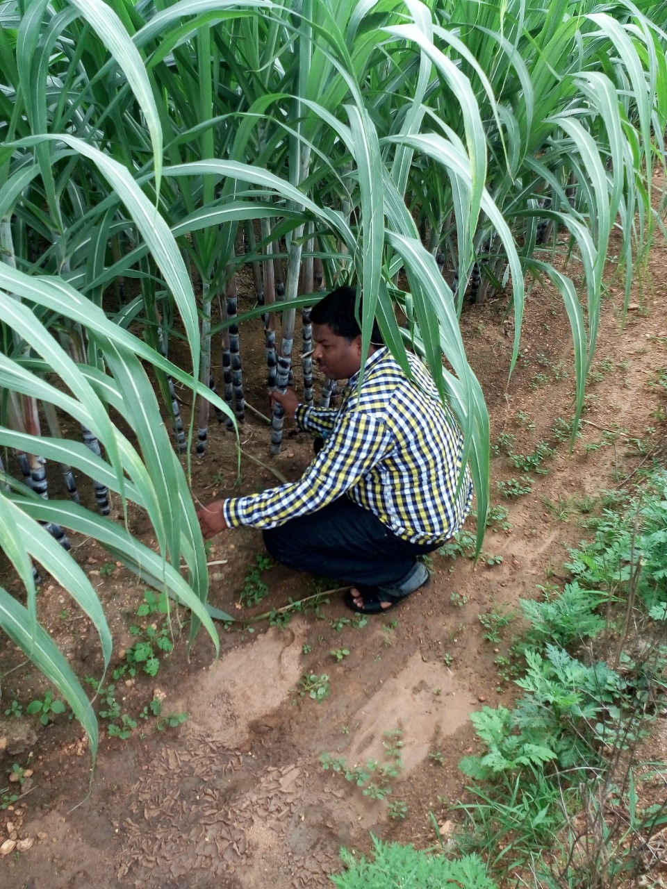 sakthi agro clinic