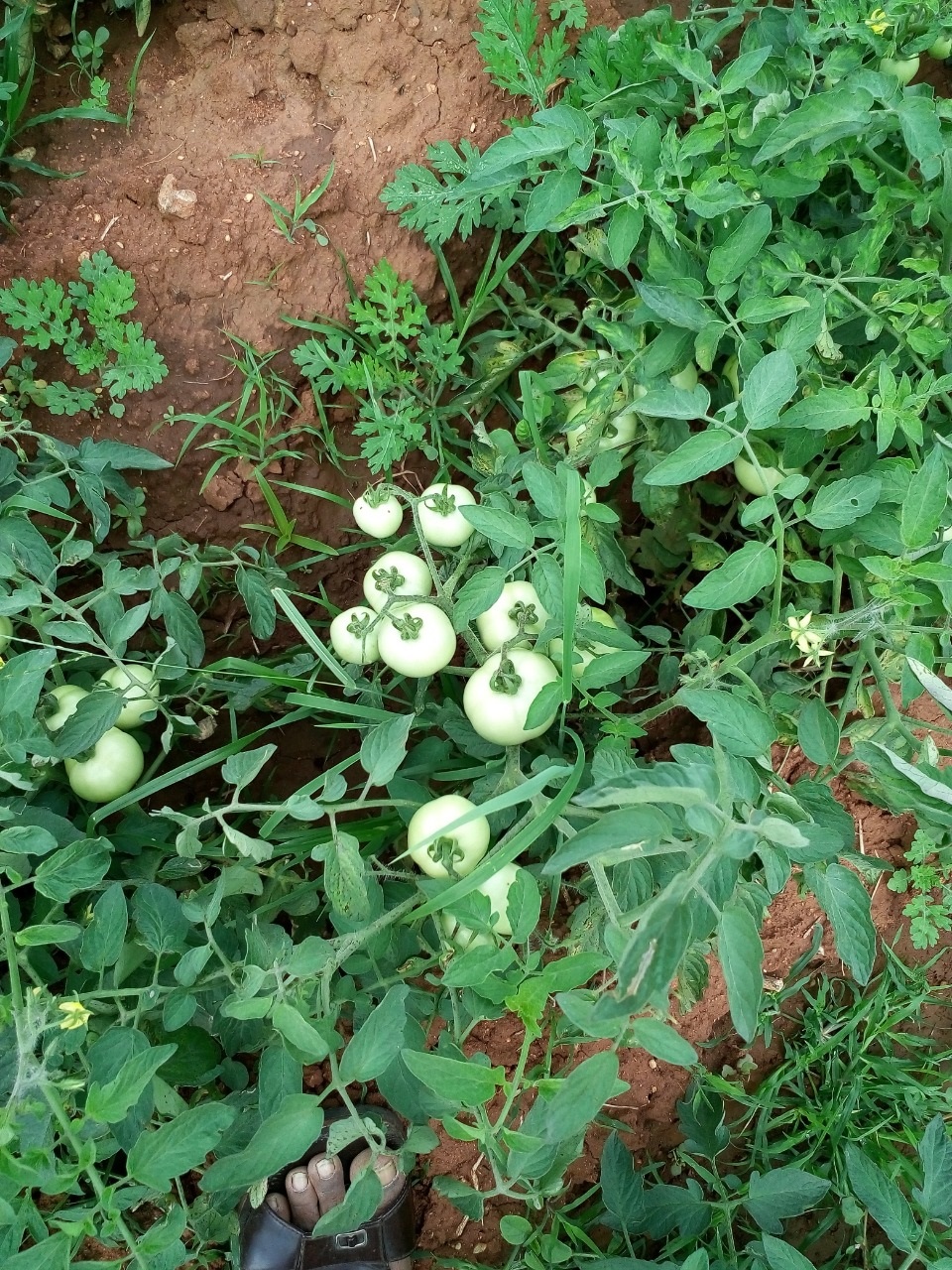 sakthi agro clinic Vegetable and Tomato