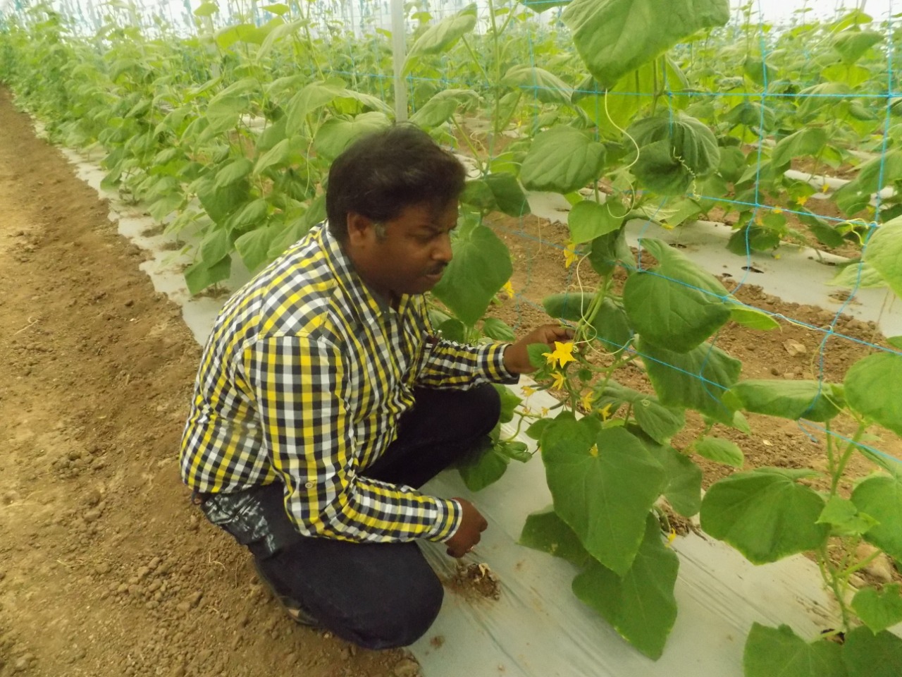 sakthi agro clinic Vegetable and Tomato