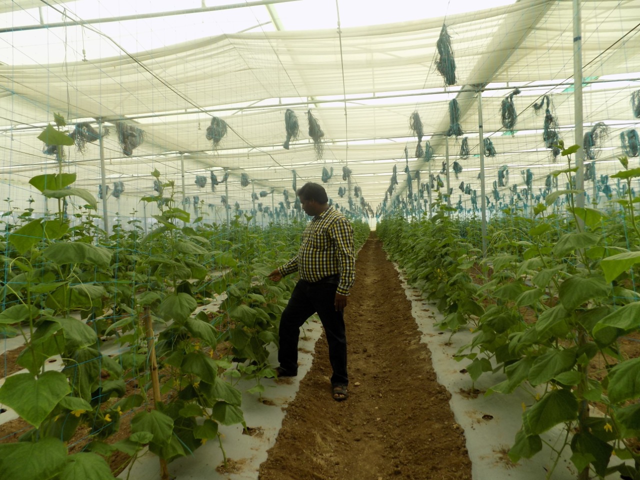 sakthi agro clinic Vegetable and Tomato