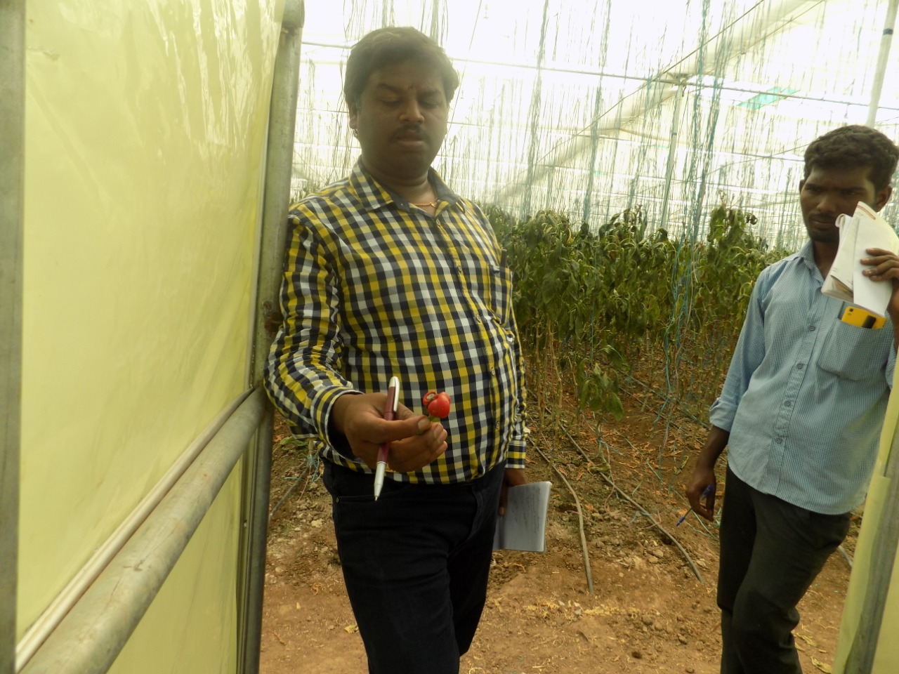 sakthi agro clinic Vegetable and Tomato