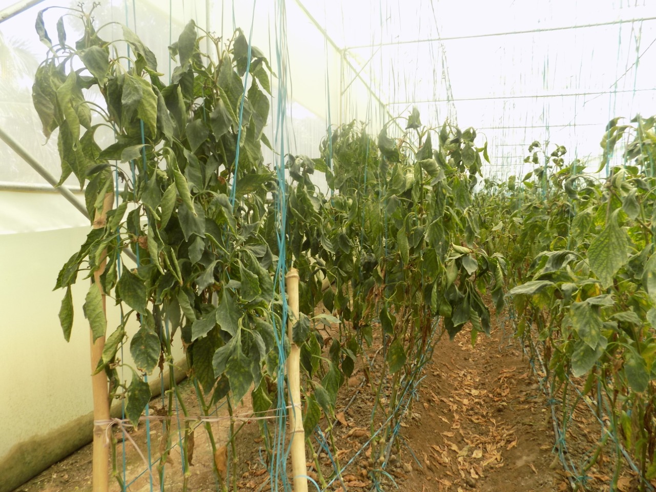 sakthi agro clinic Vegetable and Tomato