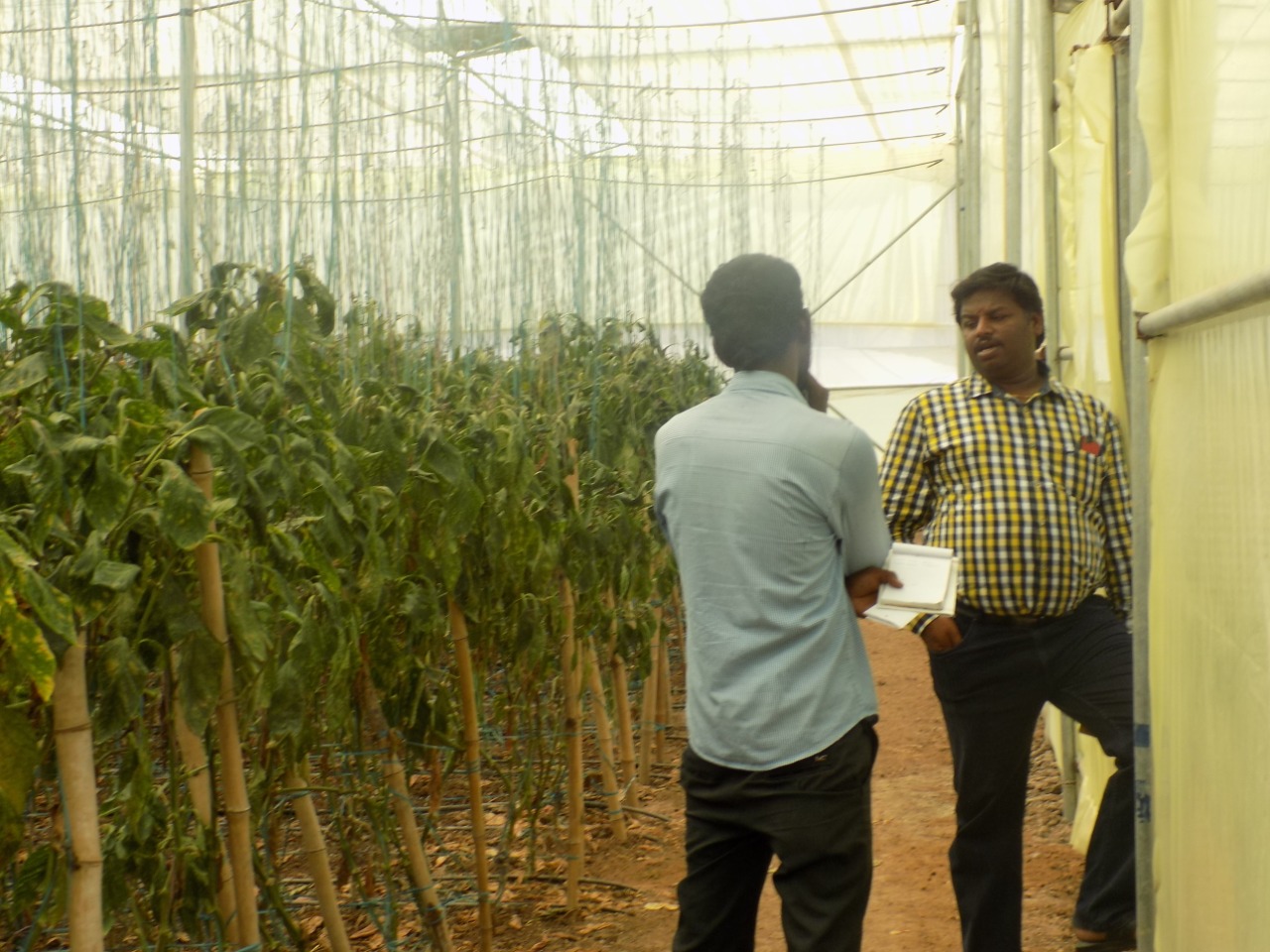 sakthi agro clinic Vegetable and Tomato