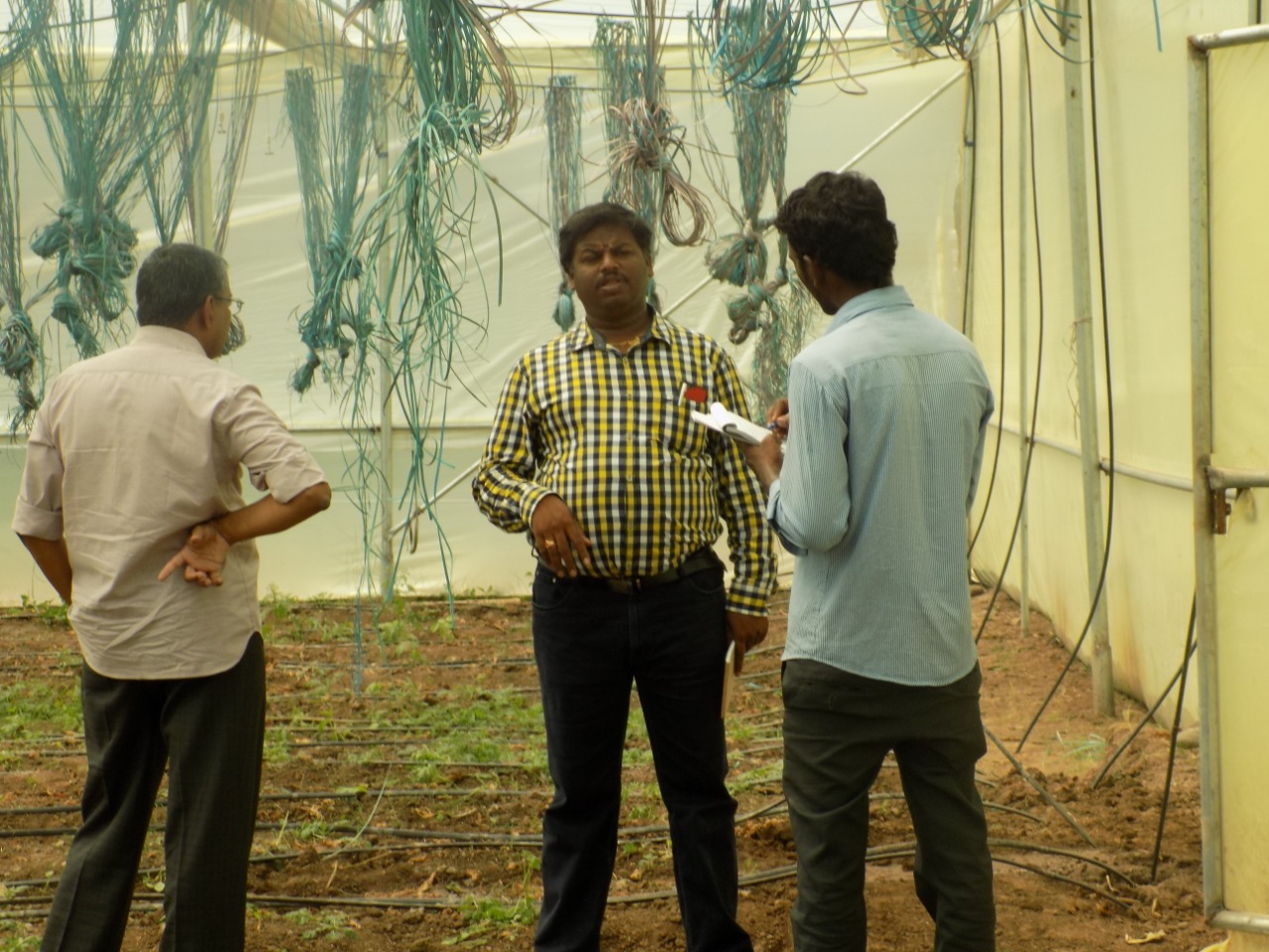 sakthi agro clinic Vegetable and Tomato