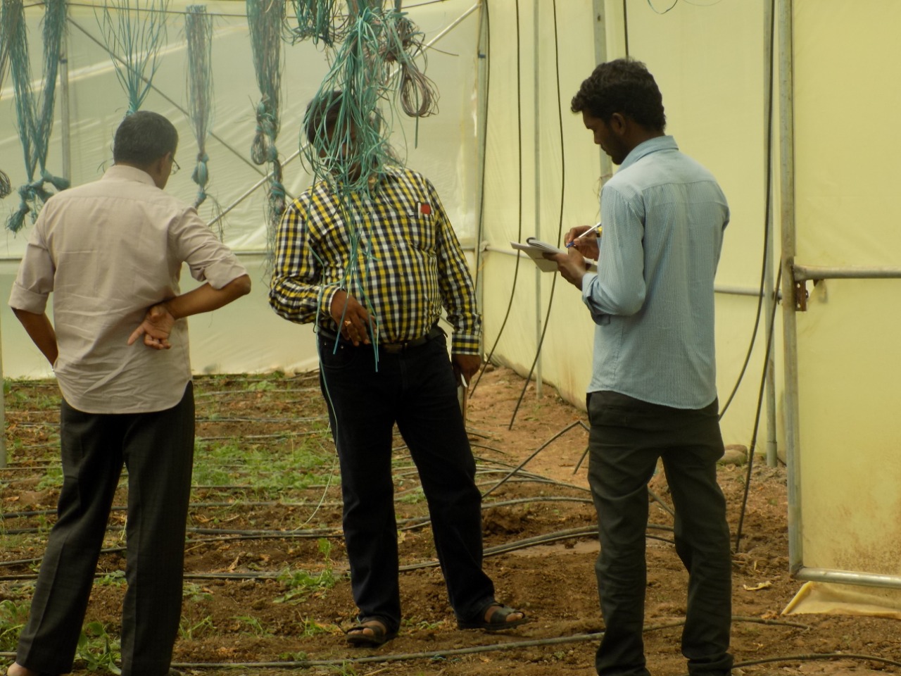 sakthi agro clinic Vegetable and Tomato