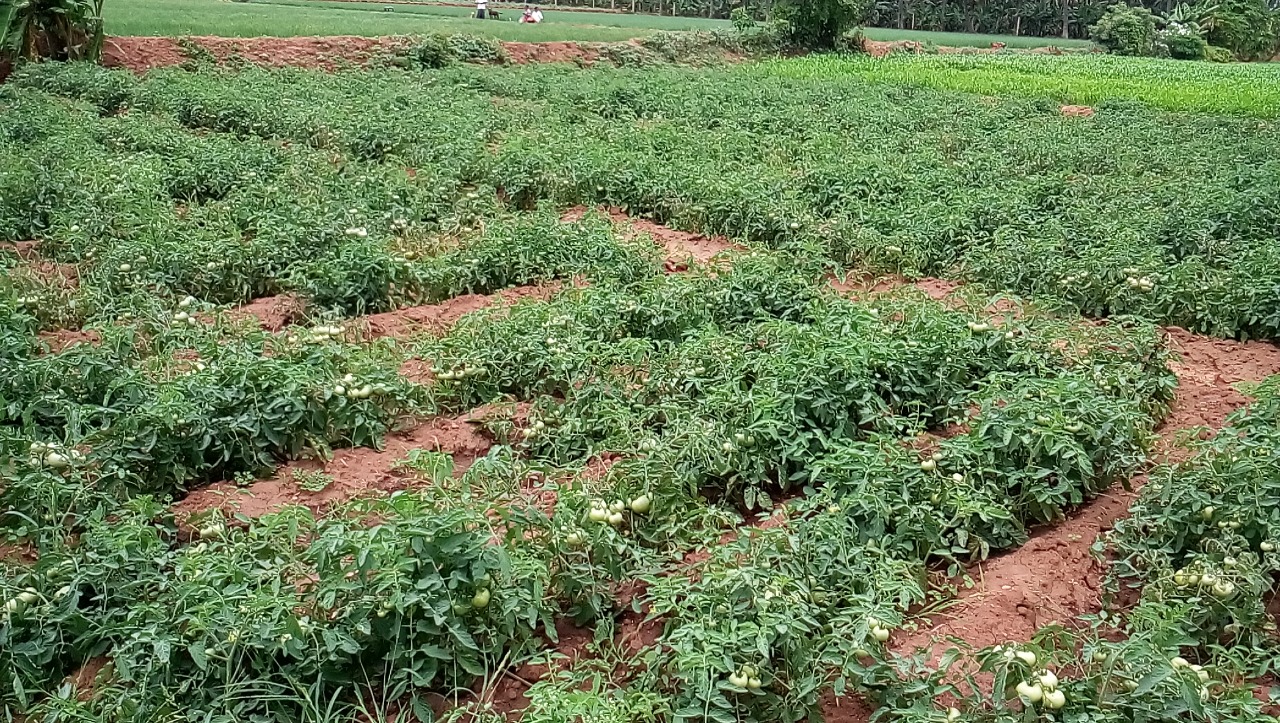 sakthi agro clinic Vegetable and Tomato
