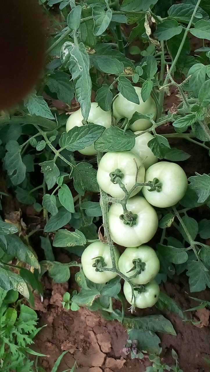 sakthi agro clinic Vegetable and Tomato