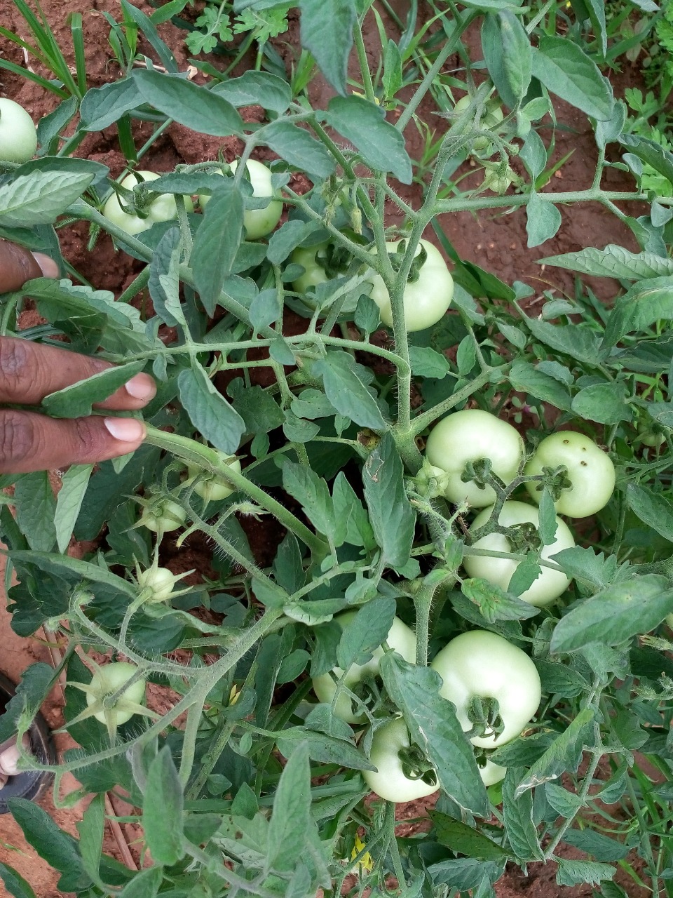sakthi agro clinic Vegetable and Tomato
