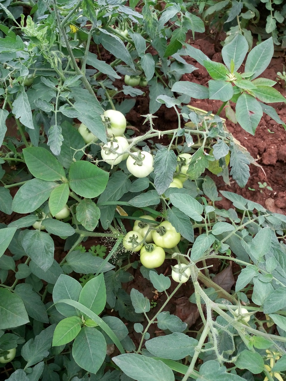 sakthi agro clinic Vegetable and Tomato