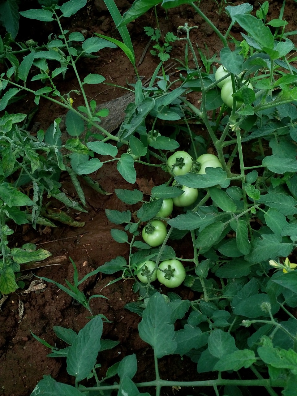sakthi agro clinic Vegetable and Tomato