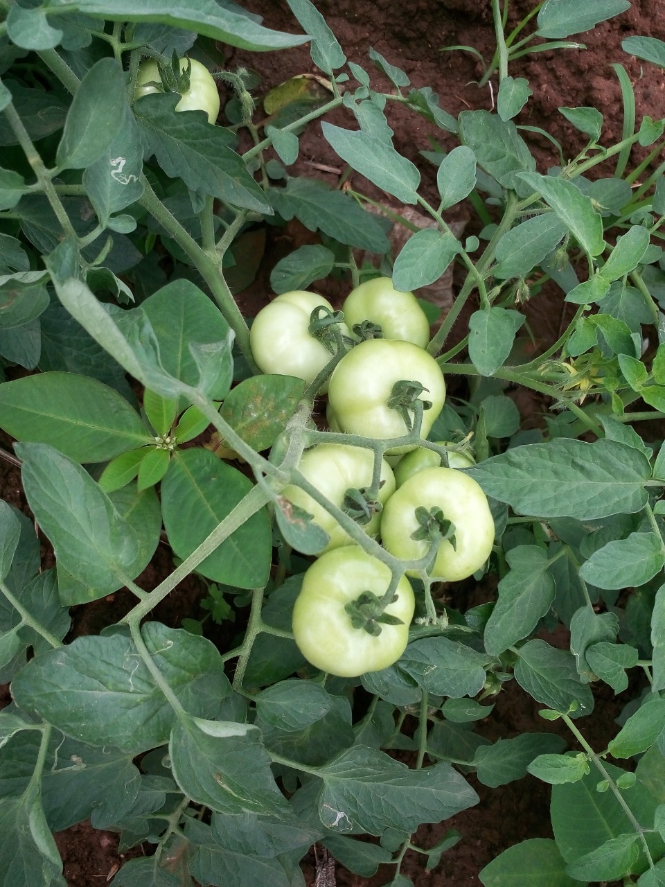 sakthi agro clinic Vegetable and Tomato