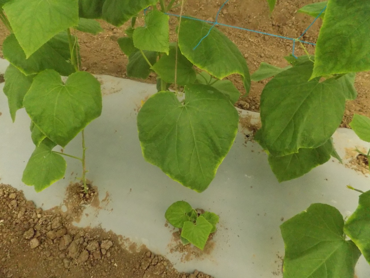 sakthi agro clinic Vegetable and Tomato