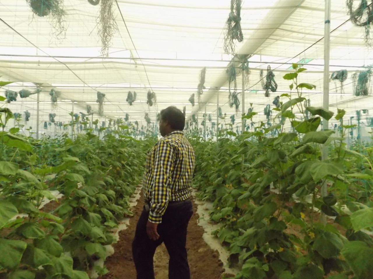 sakthi agro clinic Vegetable and Tomato