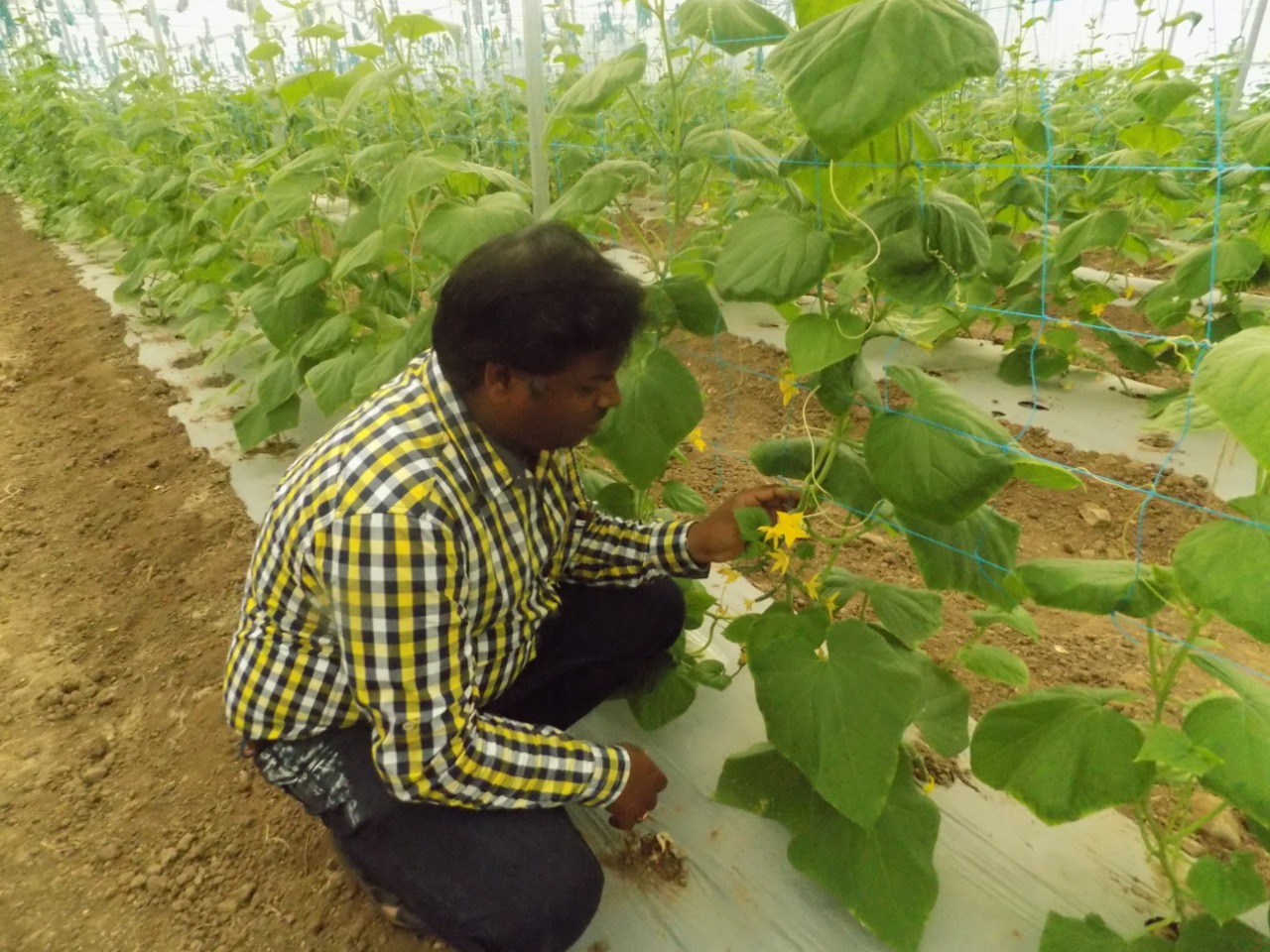 sakthi agro clinic Vegetable and Tomato