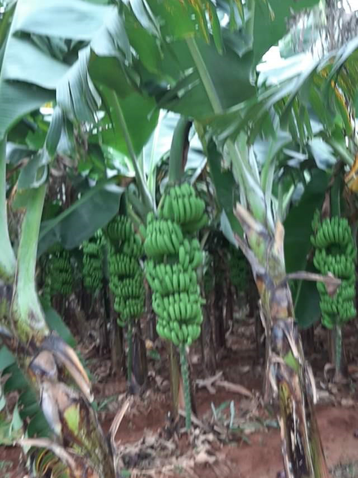 sakthi agri clinic