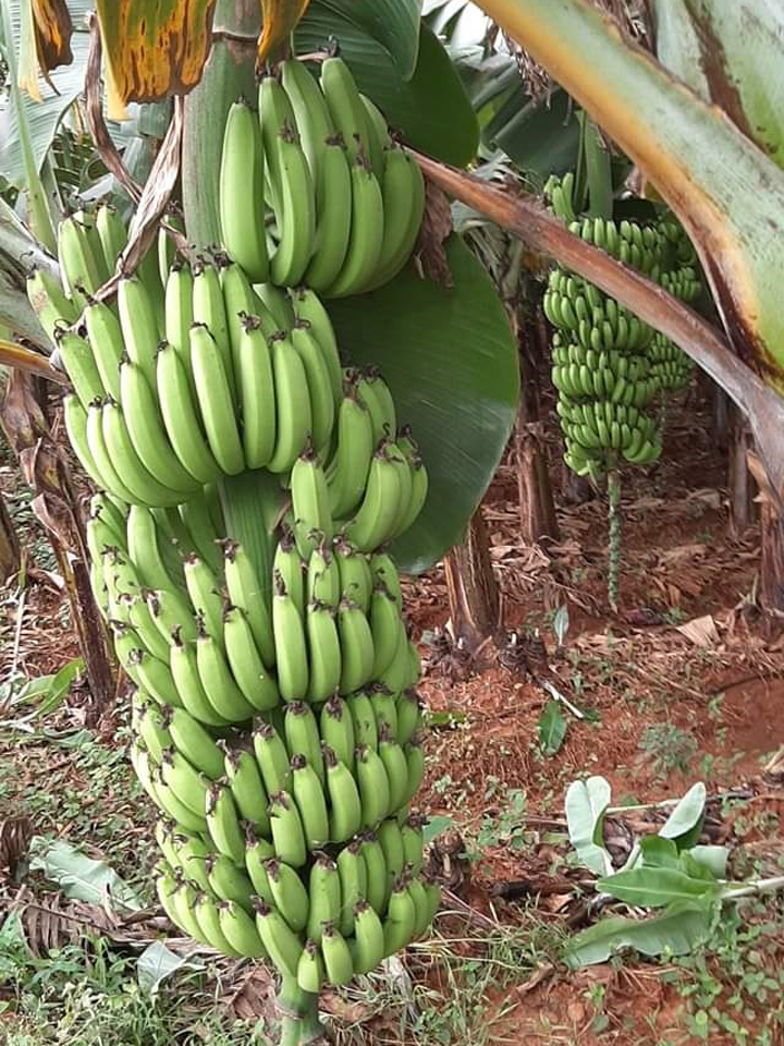 sakthi agri clinic