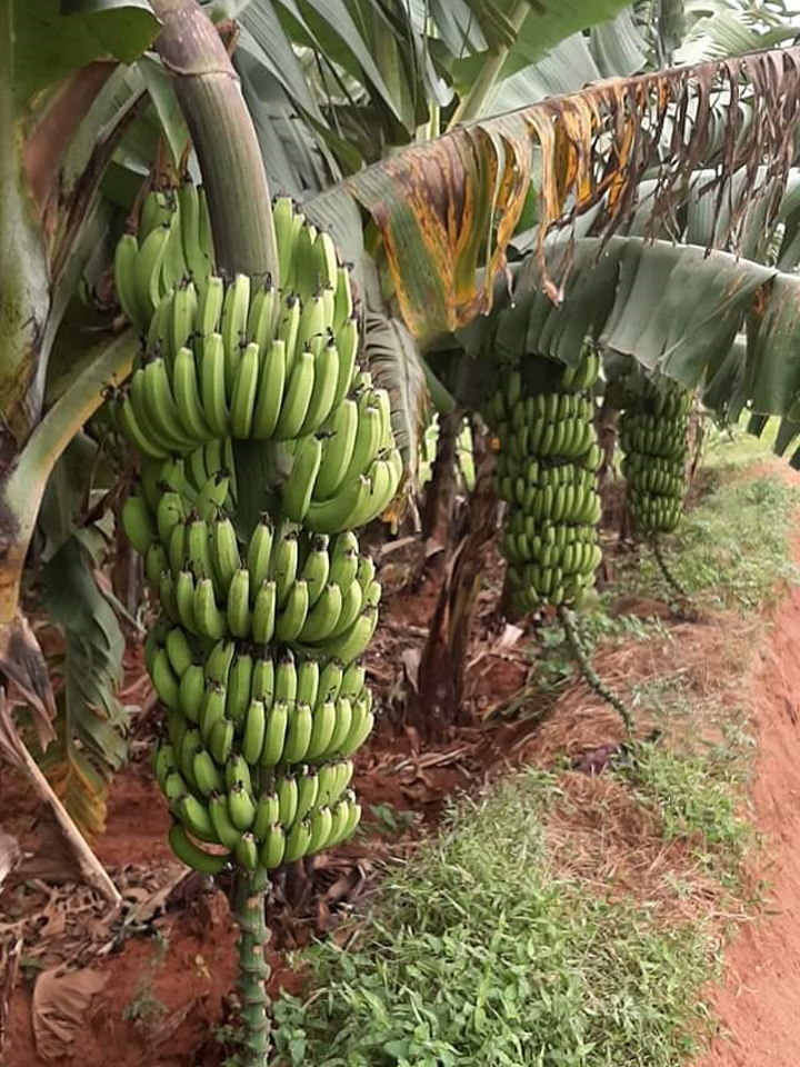 sakthi agri clinic