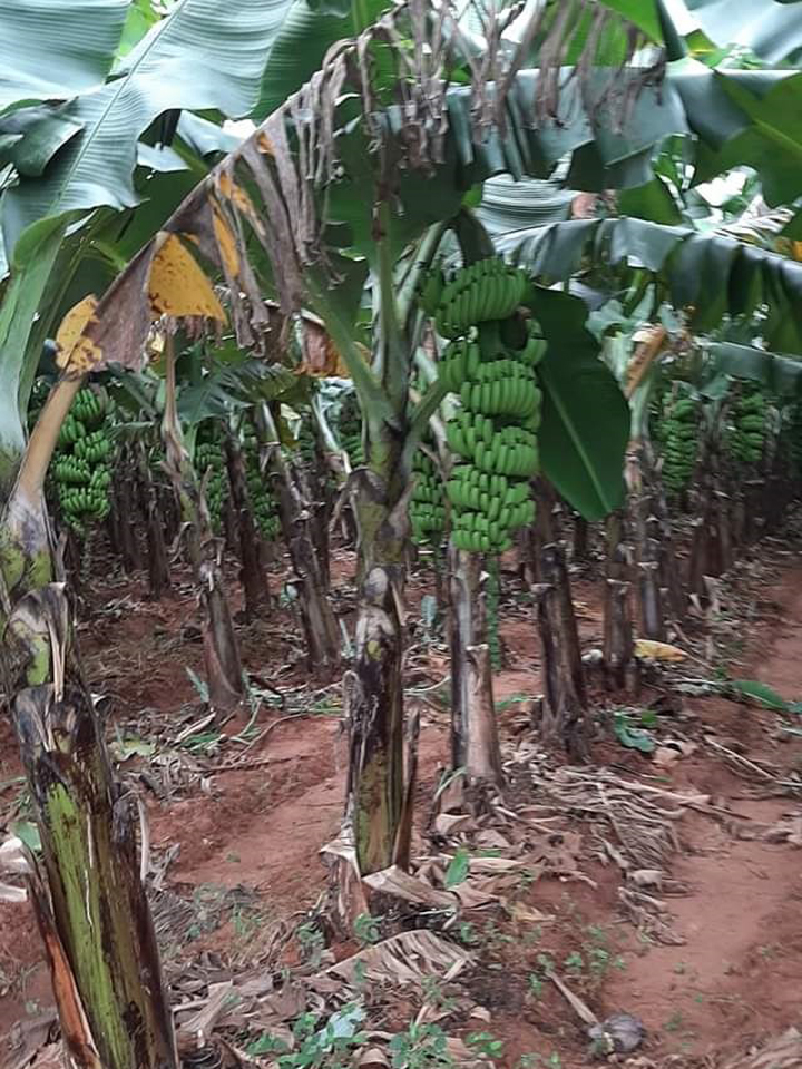 sakthi agri clinic