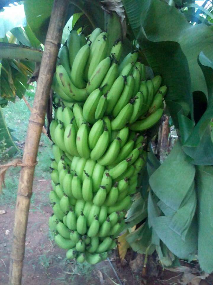 sakthi agri clinic