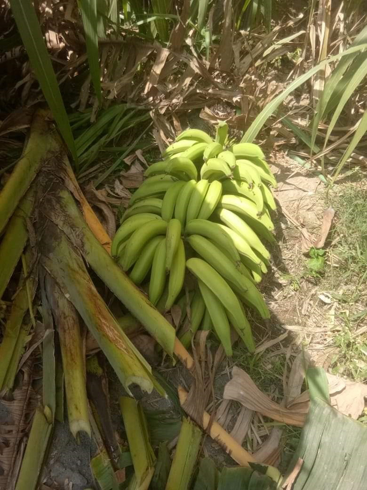 sakthi agri clinic