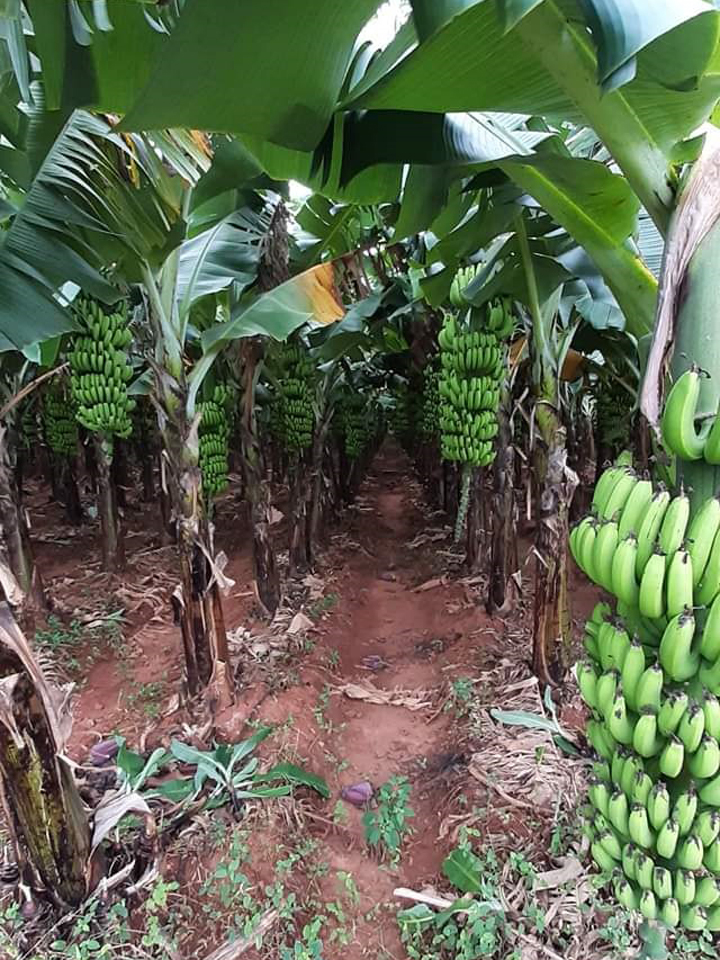 sakthi agri clinic