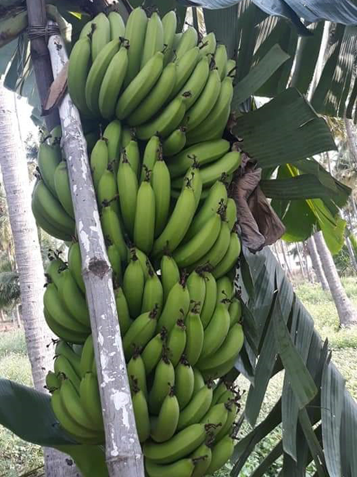 sakthi agri clinic