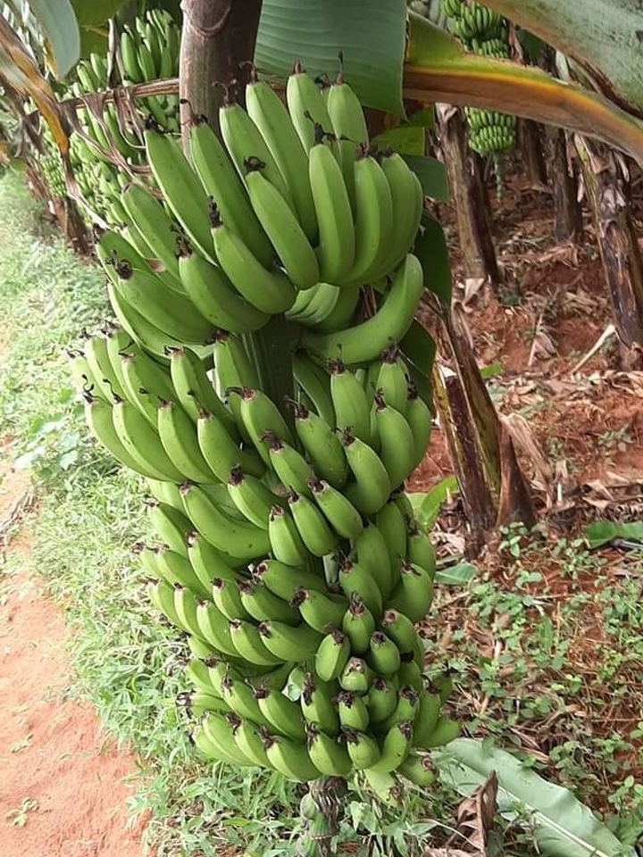 sakthi agri clinic