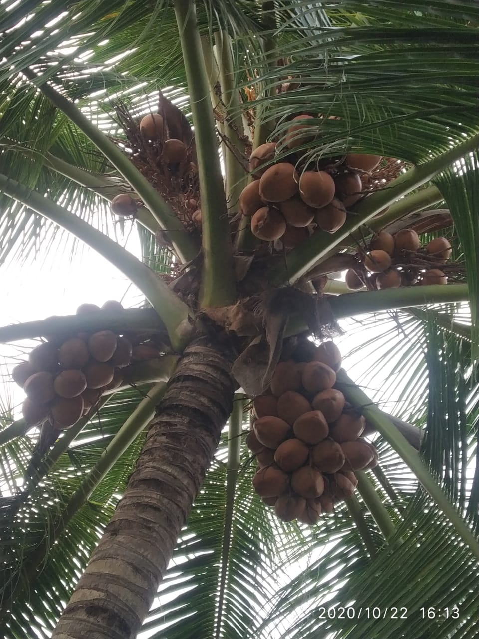 sakthi agri clinic coconut tree development