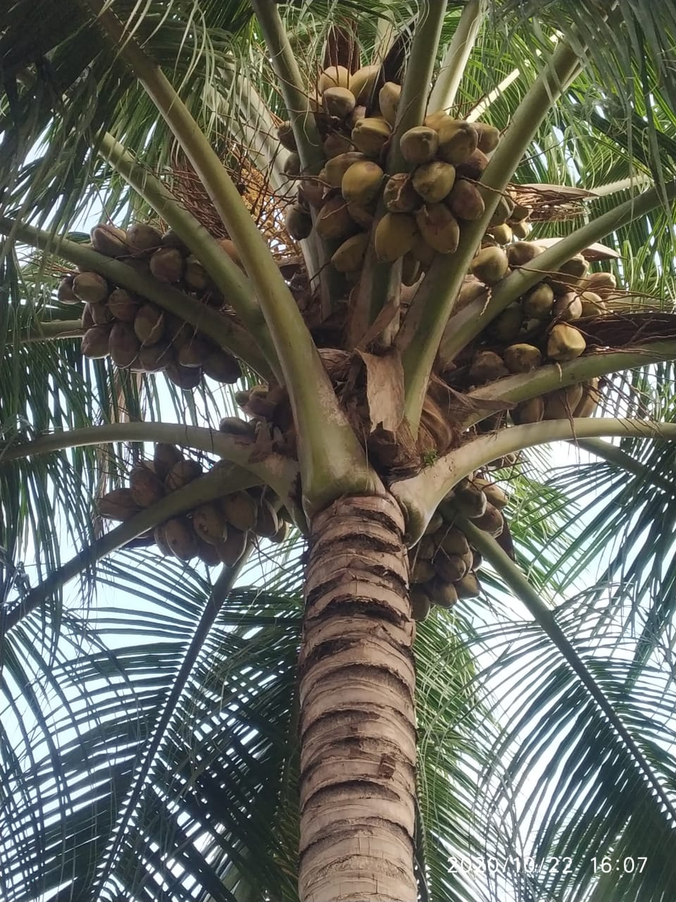 sakthi agri clinic coconut tree development