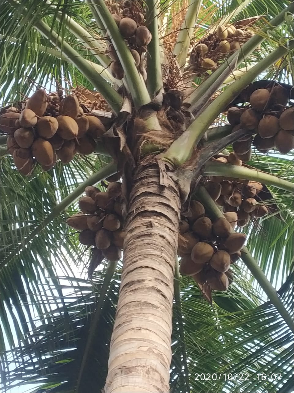 sakthi agri clinic coconut tree development