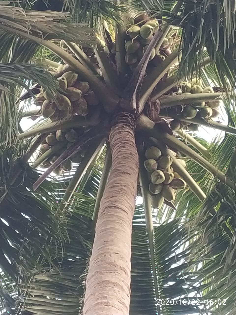 sakthi agri clinic coconut tree development