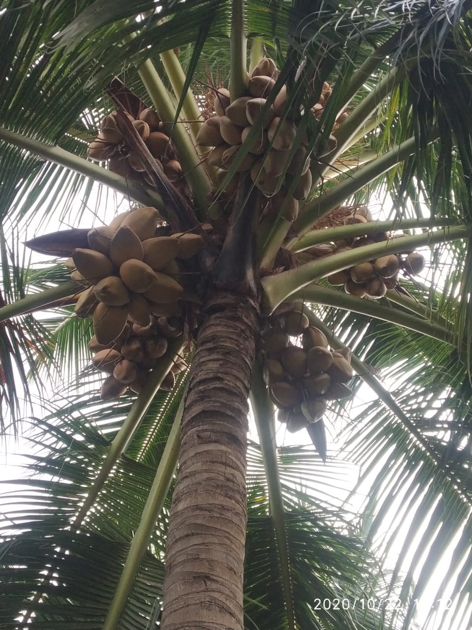 sakthi agri clinic coconut tree development