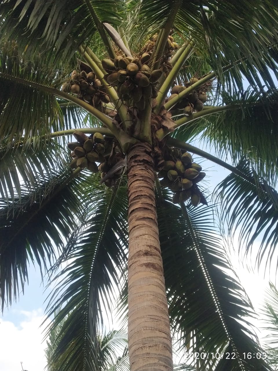 sakthi agri clinic coconut tree development