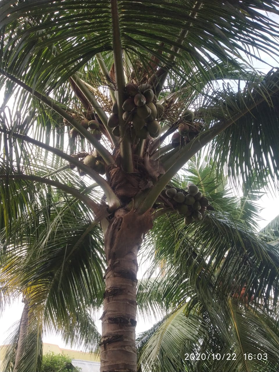 sakthi agri clinic coconut tree development