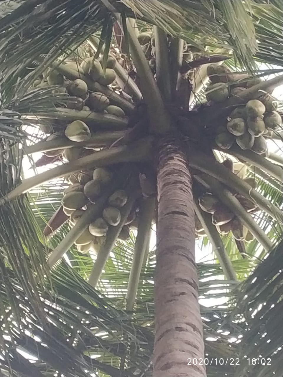 sakthi agri clinic coconut tree development