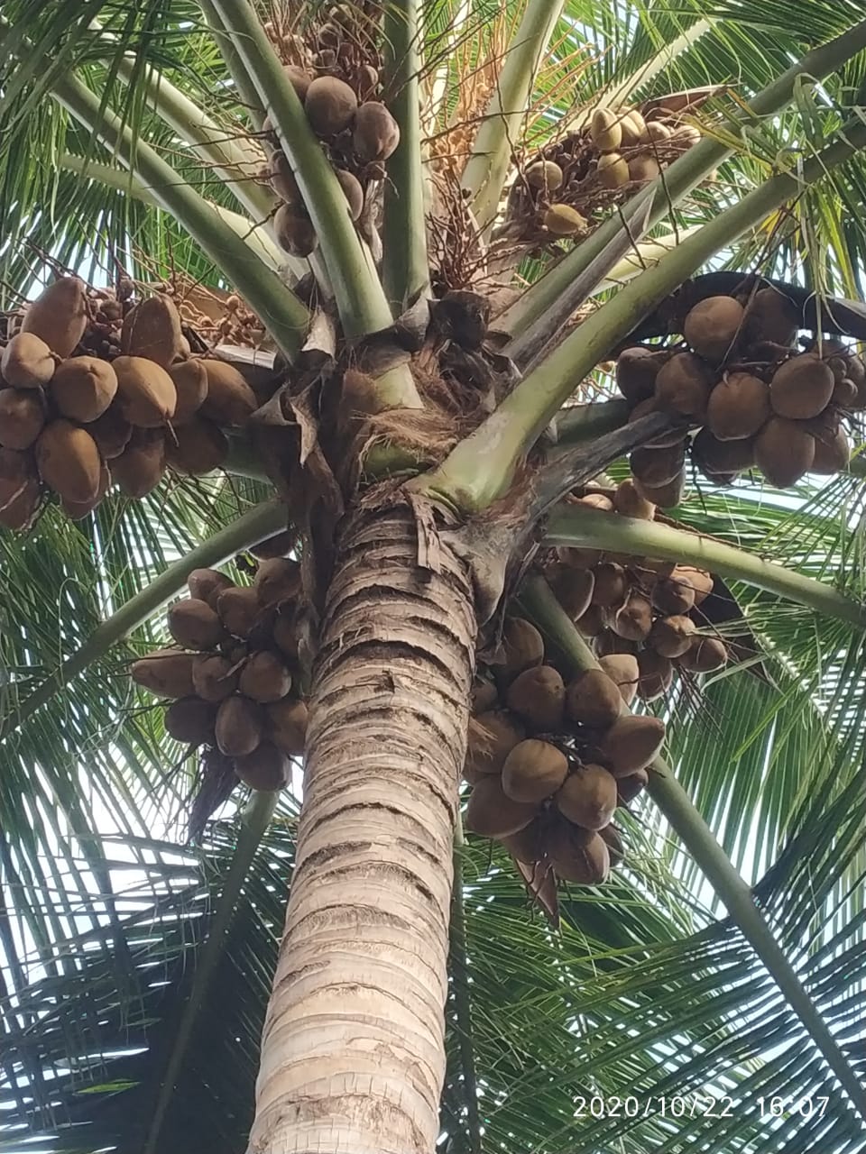 sakthi agri clinic coconut tree development