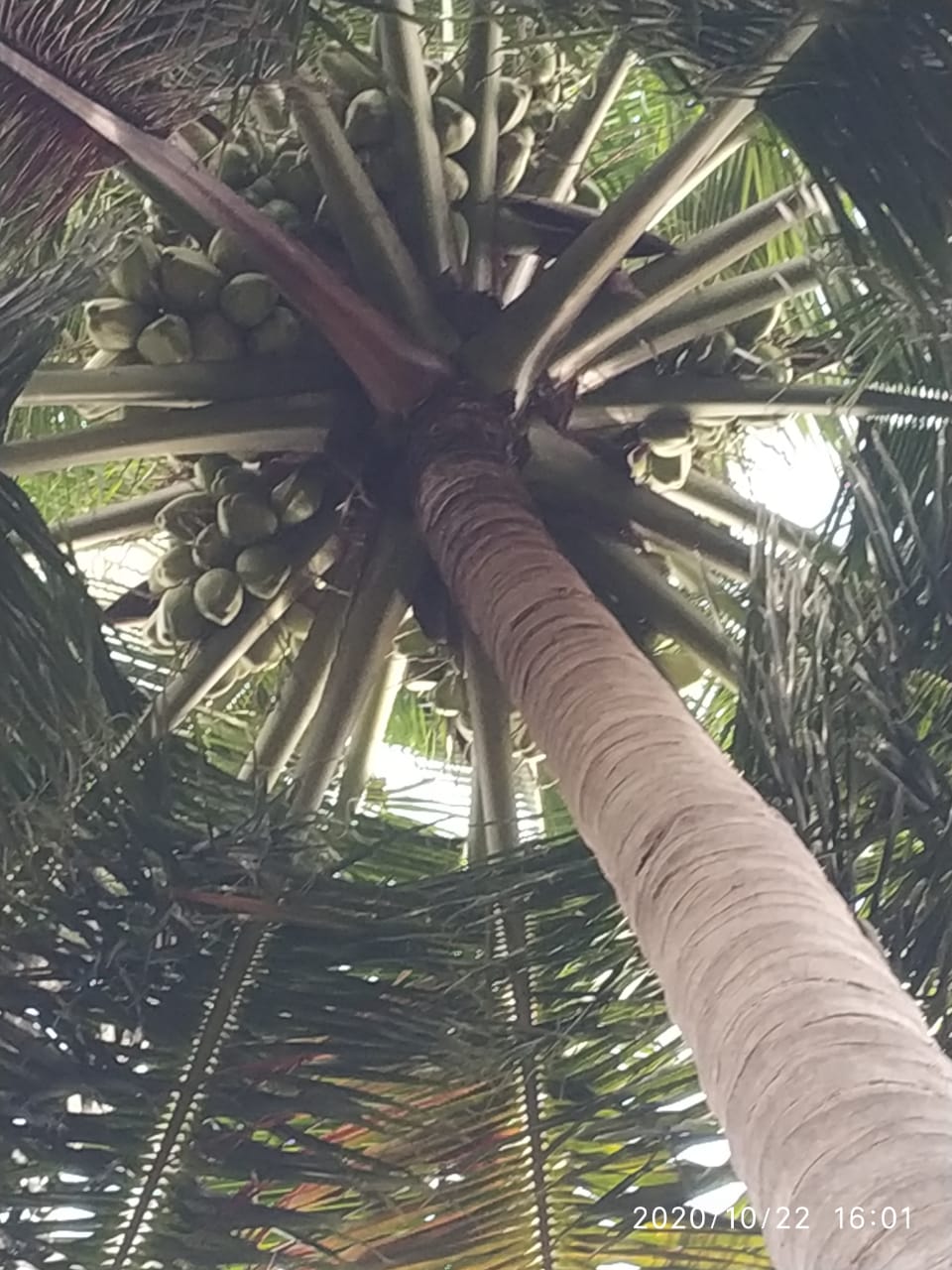 sakthi agri clinic coconut tree development