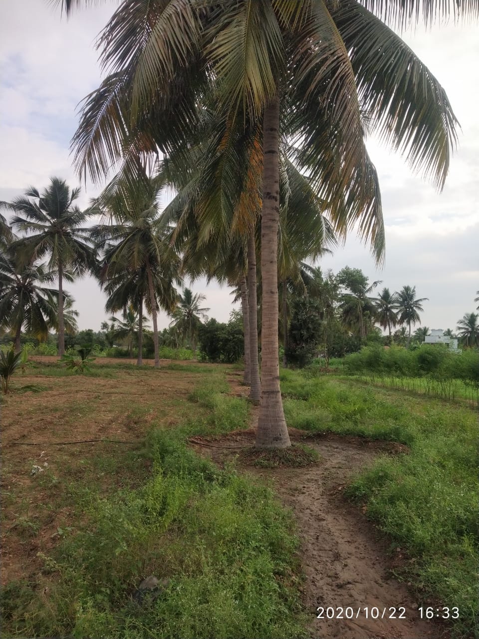 sakthi agri clinic coconut tree development