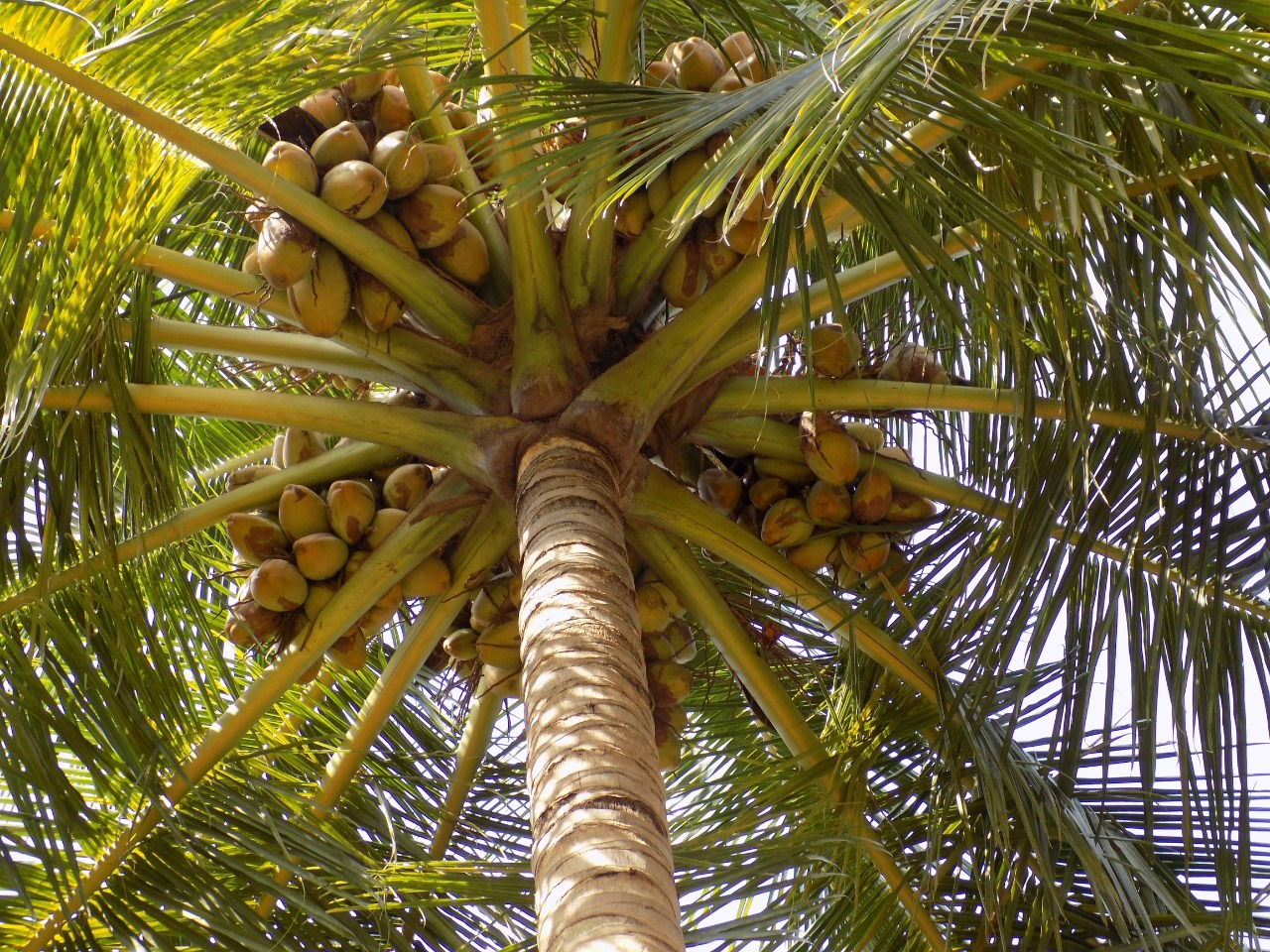 sakthi agro clinic coconut development project