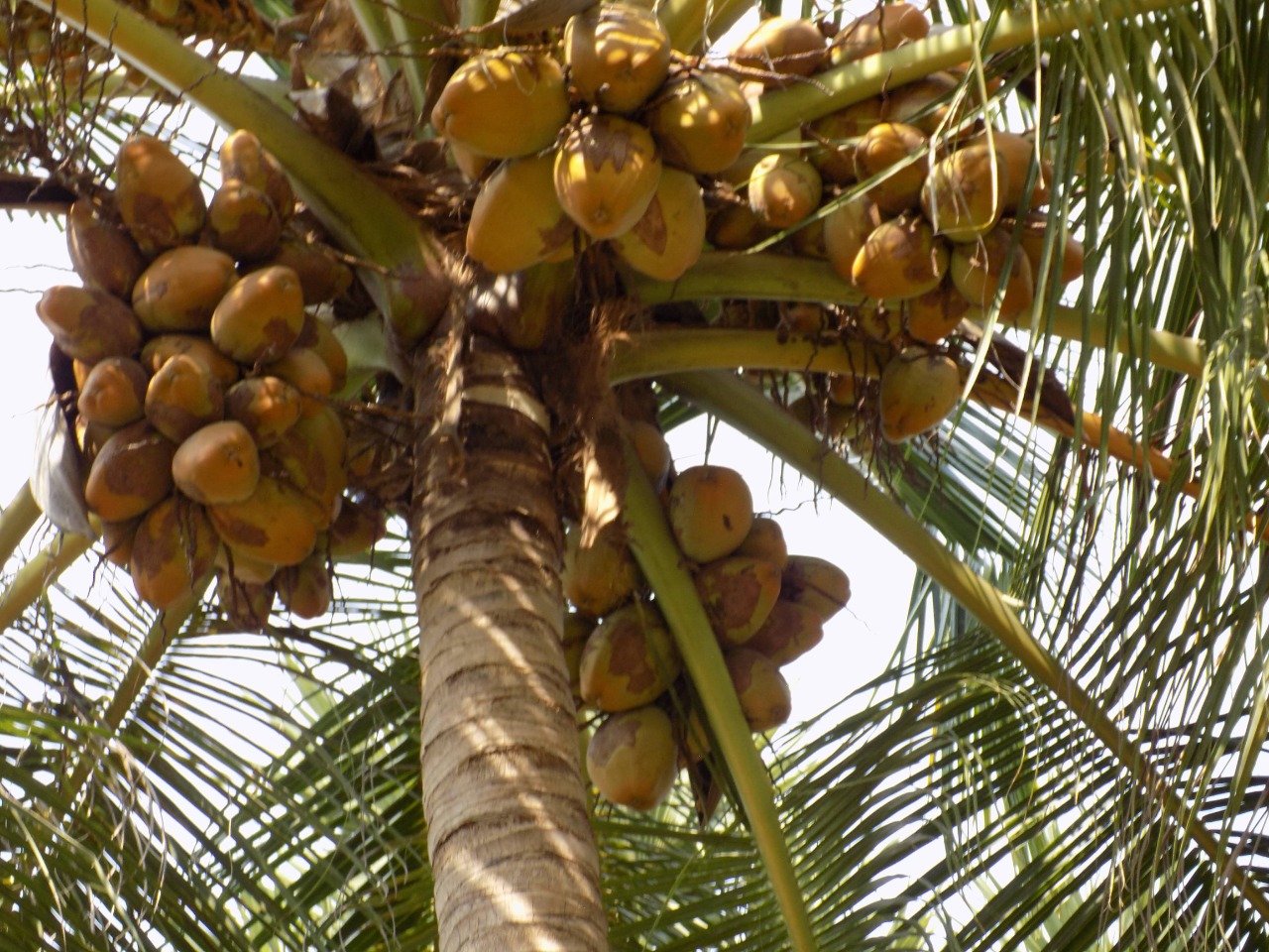 sakthi agro clinic coconut development project