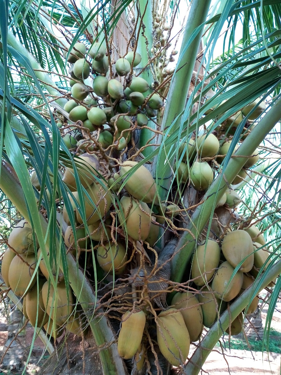 sakthi agro clinic coconut development project