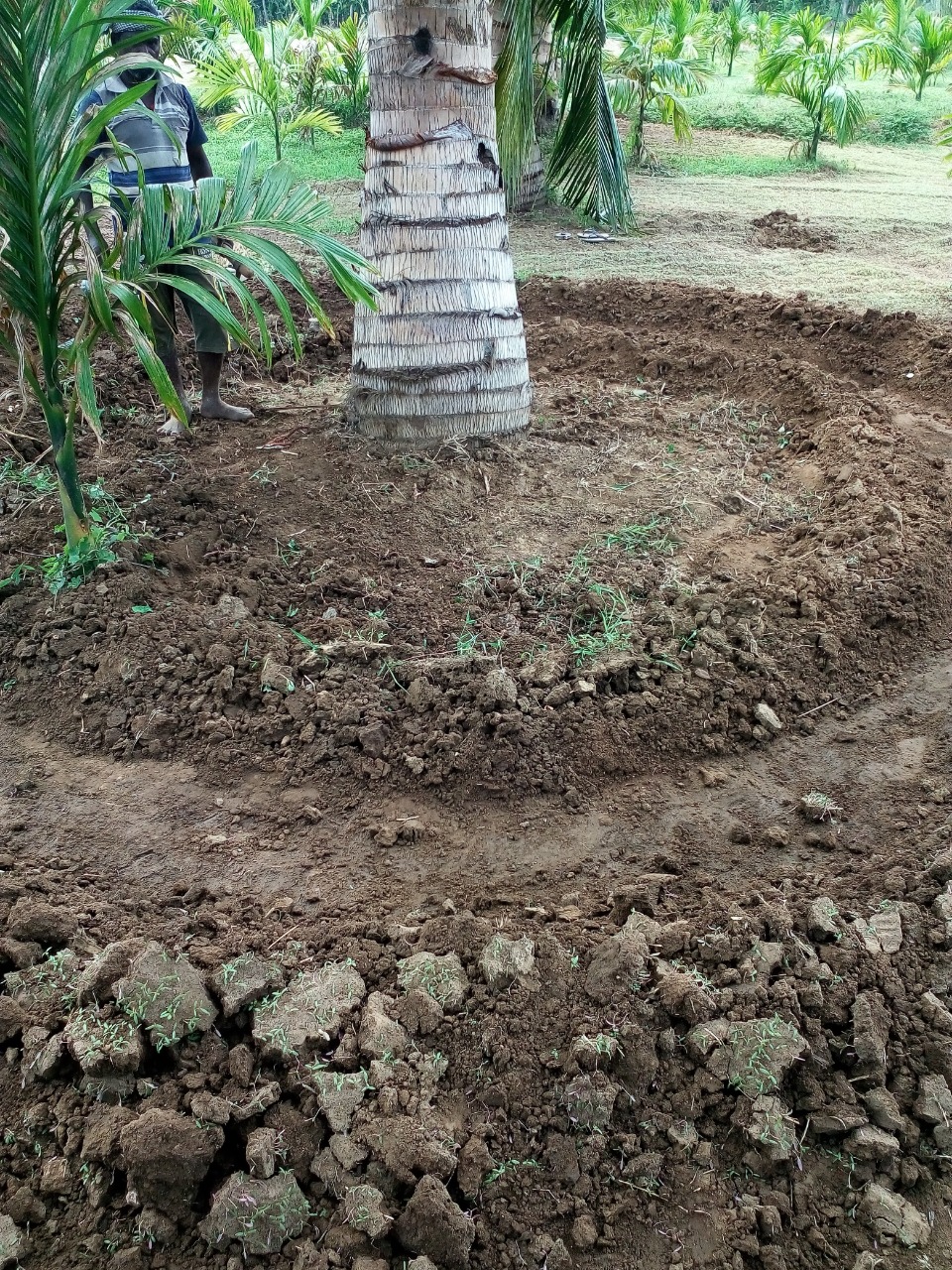 sakthi agro clinic coconut development project