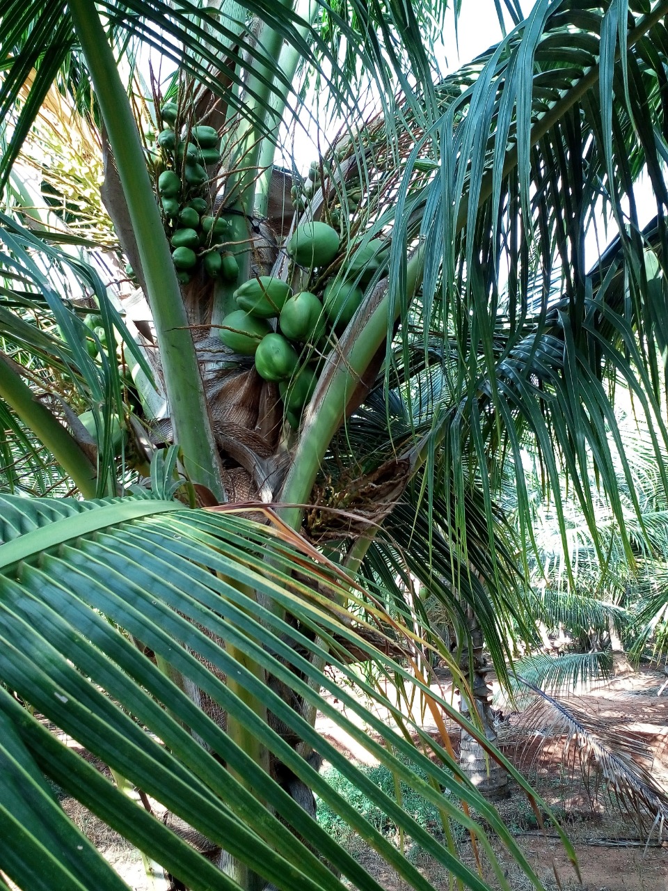 sakthi agro clinic coconut development project
