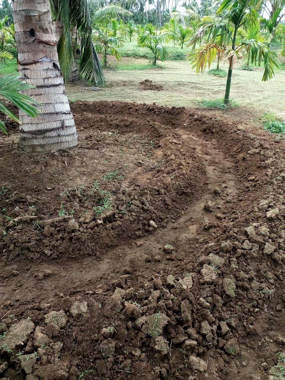 sakthi agro clinic coconut development project