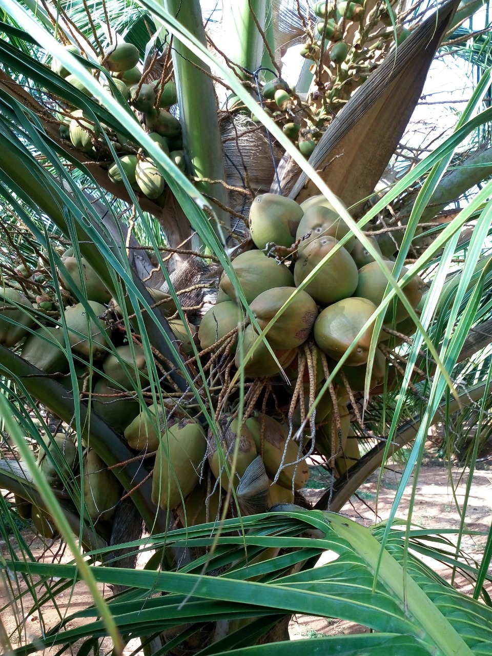 sakthi agro clinic coconut development project