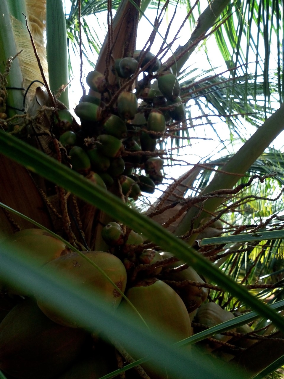 sakthi agro clinic coconut development project