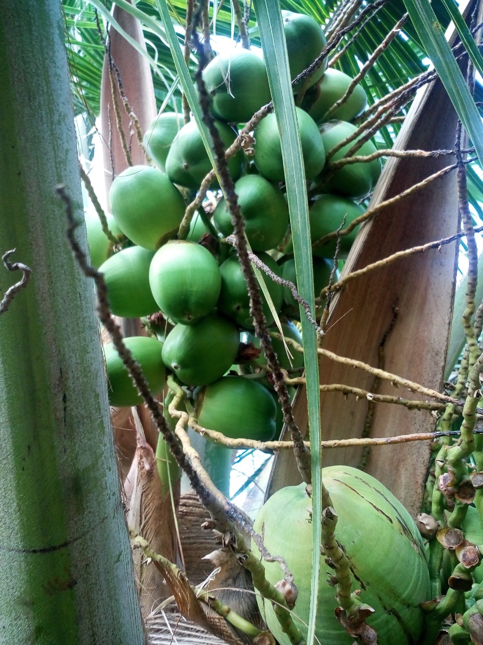 sakthi agro clinic coconut development project