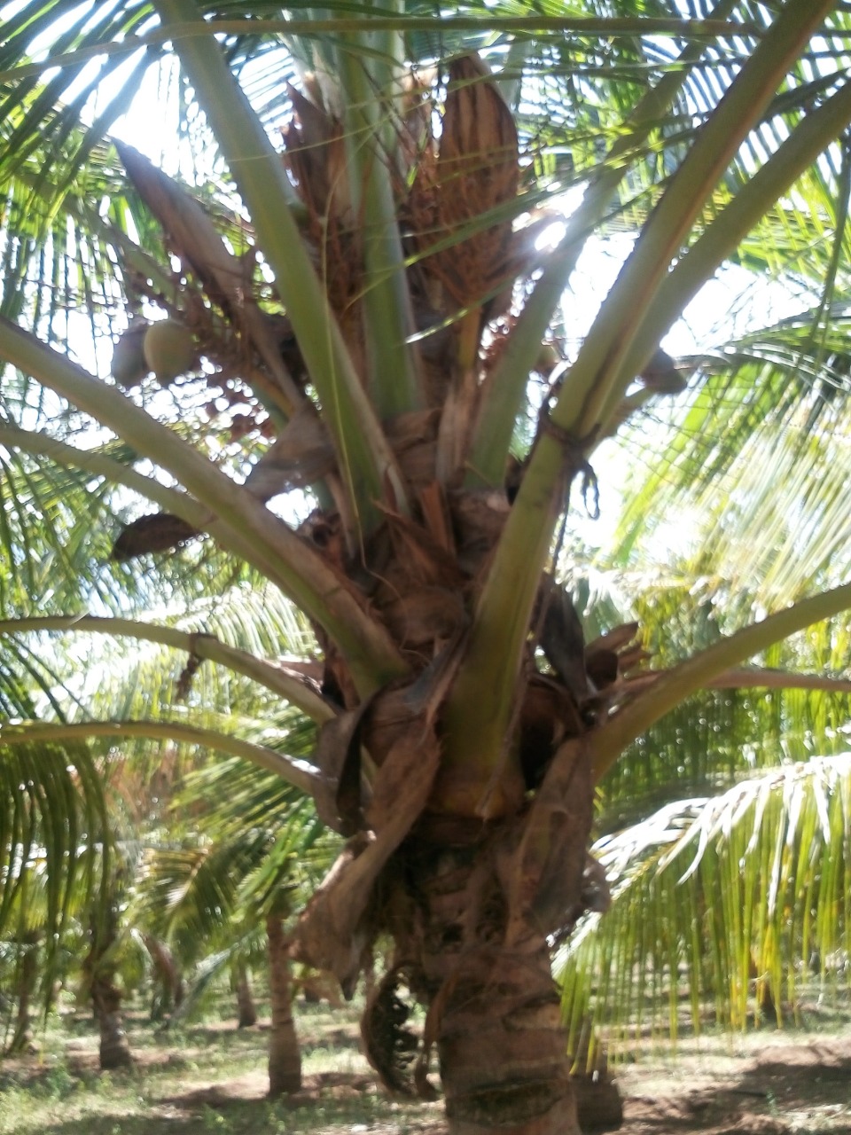 sakthi agro clinic coconut development project
